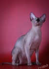 фото Канадский сфинкс питомник кошек ROYAL CAT