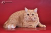 Фото Питомник Lakli. Питомник британских кошек. Британская кошка   