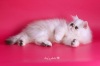 Фото Питомник USLADA. Персидская кошка Экзотическая кошка Британская кошка 
