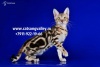 фото Бенгальская кошка Абиссинская кошка Тойгер  питомник кошек Catsong Valley