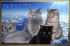 Фото Питомник Питомник  кошек Daryacats. Британская