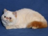 фото Британская питомник кошек Caramel