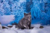 фото Хайленд Фолд и страйт питомник кошек UNICON