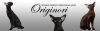 Фото Питомник питомник сиамских и ориентальных кошек "Originori". Ориентальная кошка Сиамская кошка  Сейшелльская кошка