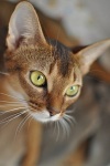 Фото Питомник Abymania. Абиссинская кошка