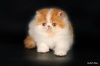 Фото Питомник From Pink Panther. Персидская кошка Экзотическая кошка  