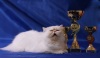  BELLA CATHOUSE. Персидская кошка   