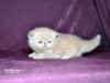 Фото Питомник питомник персидских кошек Нейтон Умай. 