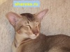 Фото Питомник Sharess-Ori. Ориентальная кошка Сиамская кошка