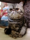 Фото Питомник Maxima. Экзотическая кошка Персидская кошка  