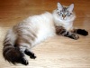 фото Сибирская кошка питомник кошек Амурская Краса