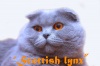  "Scottish Lynx".       