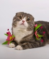 фото Шотландская вислоухая Британская кошка питомник кошек MARYLAND