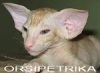 фото Ориентальная кошка питомник кошек Orsipetrika