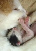 Новорожденные котята  