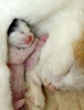 Новорожденные котята  