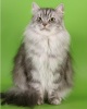 сибирская порода кошек  