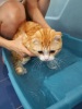 Как правильно помыть кошку  