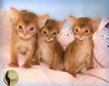 Котята абиссинской породы кошек 