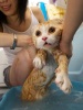 Как правильно помыть кошку  