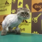 Фото Недорогая стрижка для кота. Выезд  на дом и в салоне. Грумер. Москва
