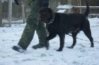 Фото Дрессировка собак с проживанием Петербург
