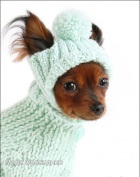 фото удобно и красиво - одежда для маленьких собак