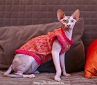 фото Свяжем Вашей кошке стильную одежку!